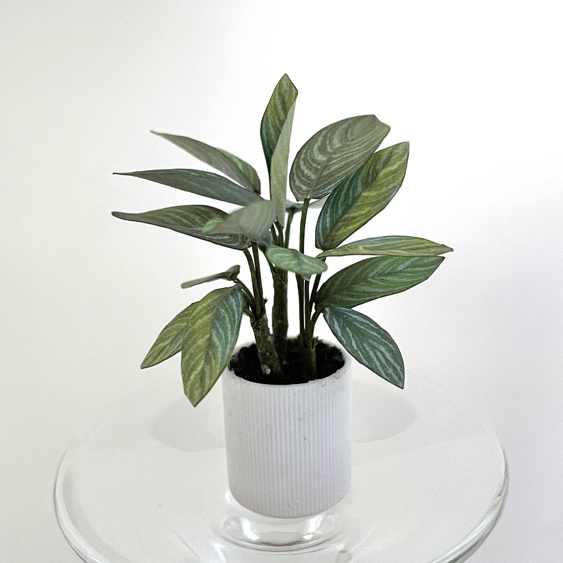Miniatrure paper plant
