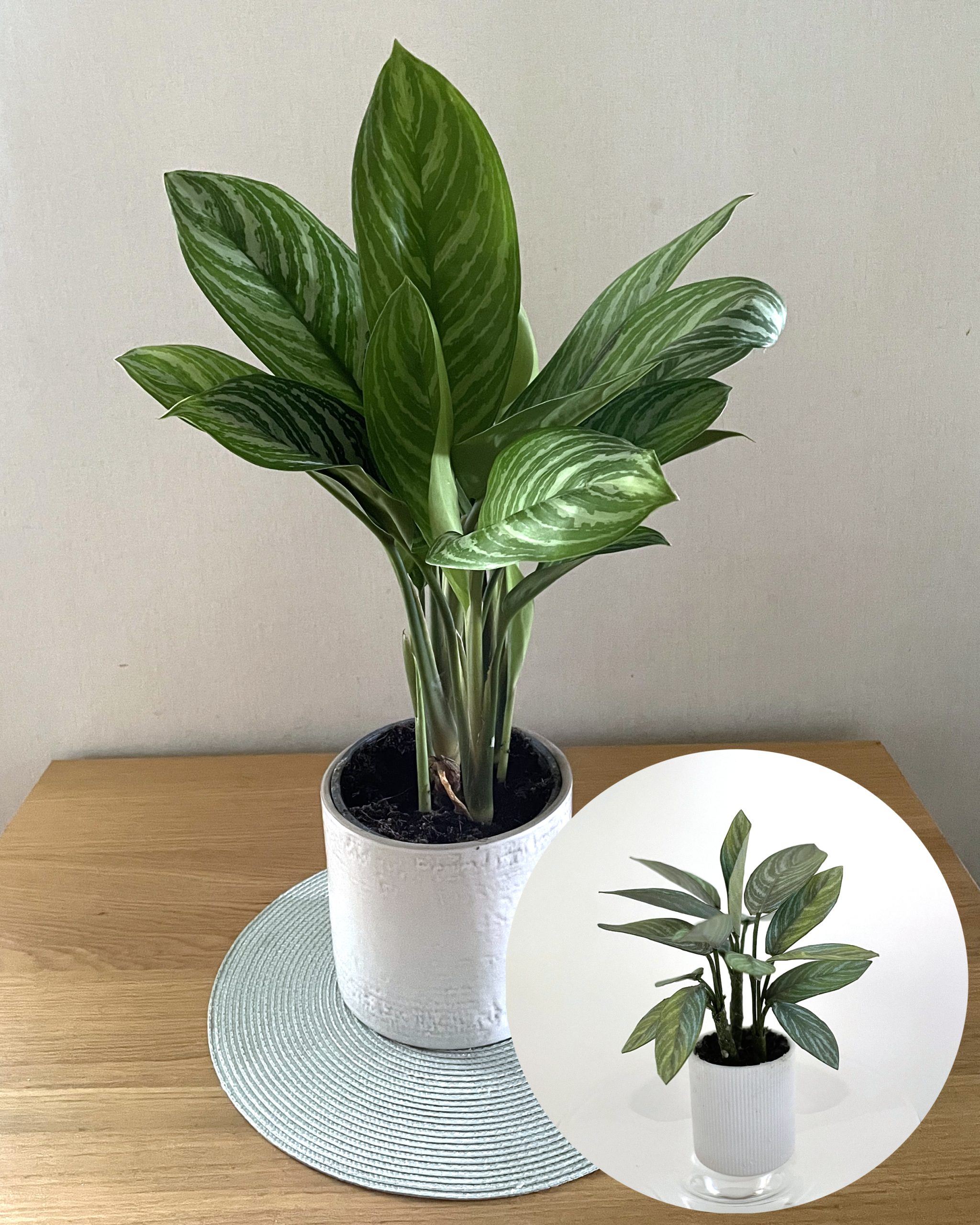 Miniature paper plant